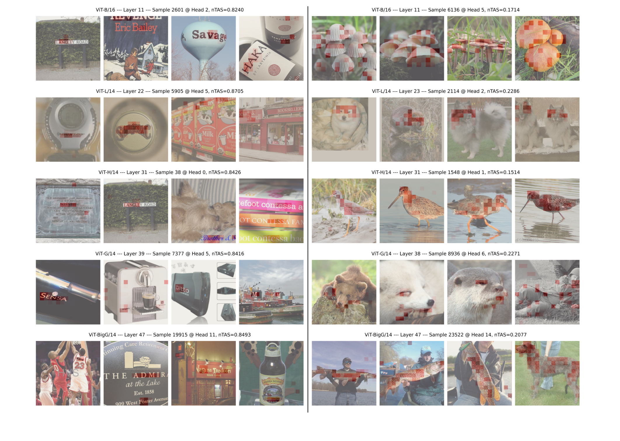 Grids of attribution maps: high-nTAS concept samples highlight rendered text regions in images (left), while low-nTAS samples highlight object regions such as mushrooms, dogs, birds and animals (right).